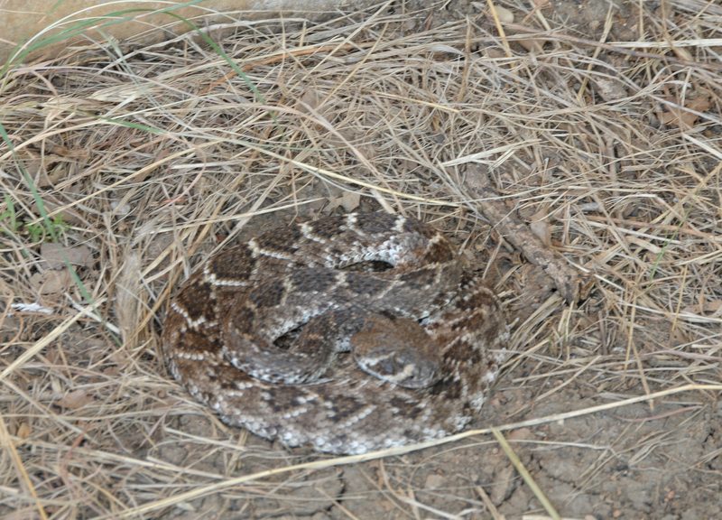 Eastern Diamondback
