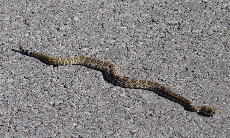Western Diamondback