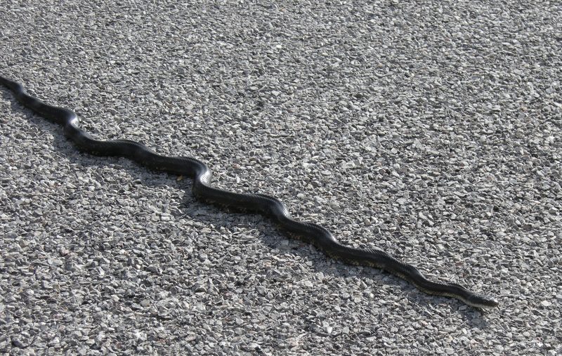 Black Racer