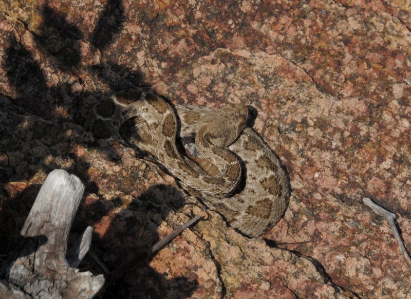 Massasauga