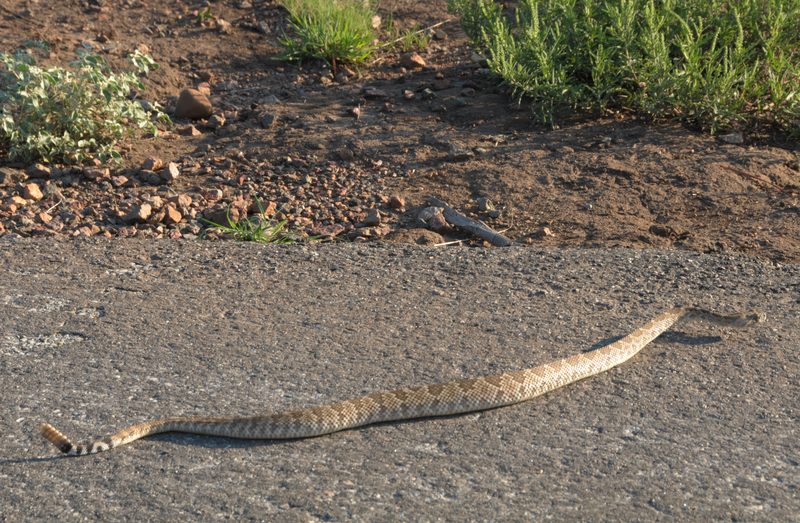 Prarie Rattlesnake