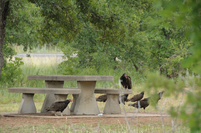 Picnic for Turkey Buzzards