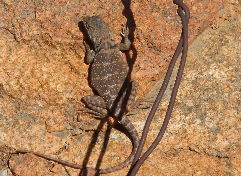 Banded Rock Lizard