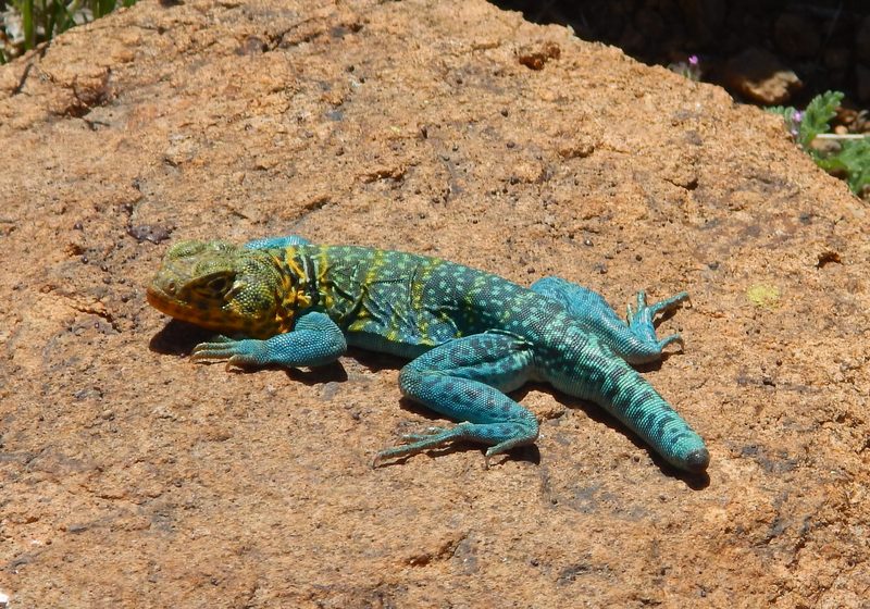 Common Collared Lizard Minus End of Tail