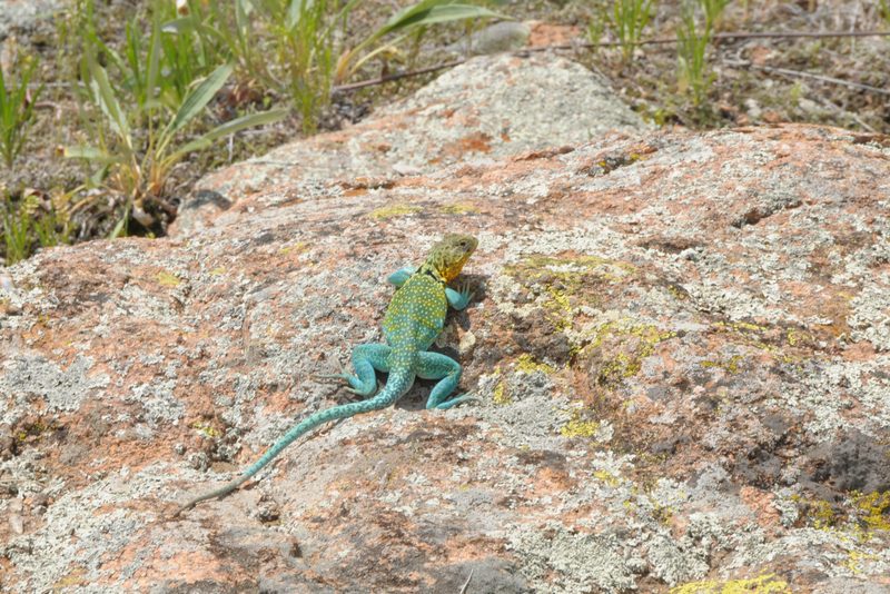 Common Collared Lizard