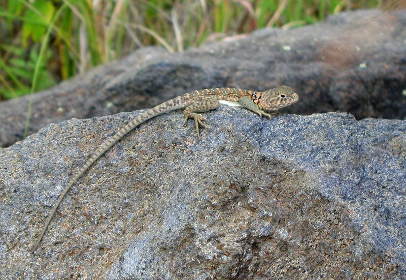 Eastern Collared Lizard