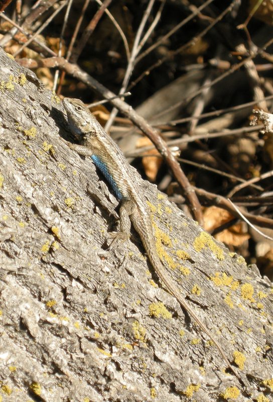 Eastern Fence Lizard (Bluebelly)