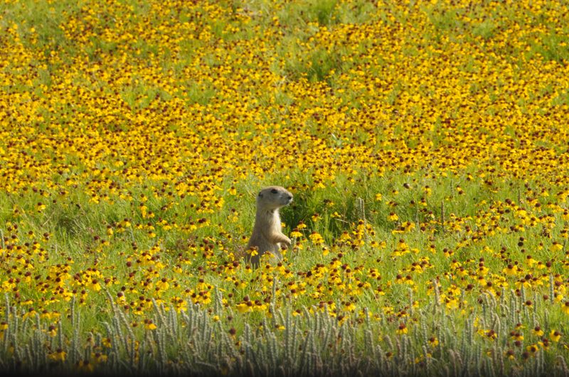Prarie Dog