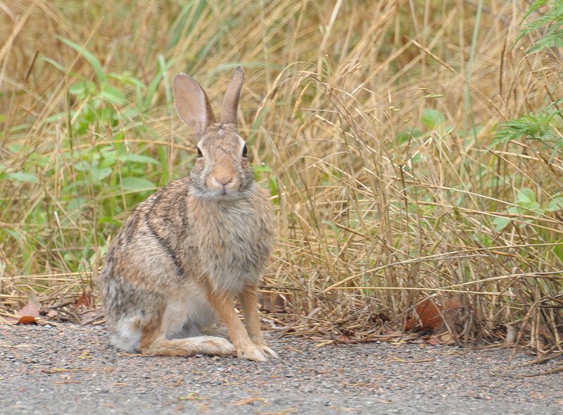 Eastern Cottontail