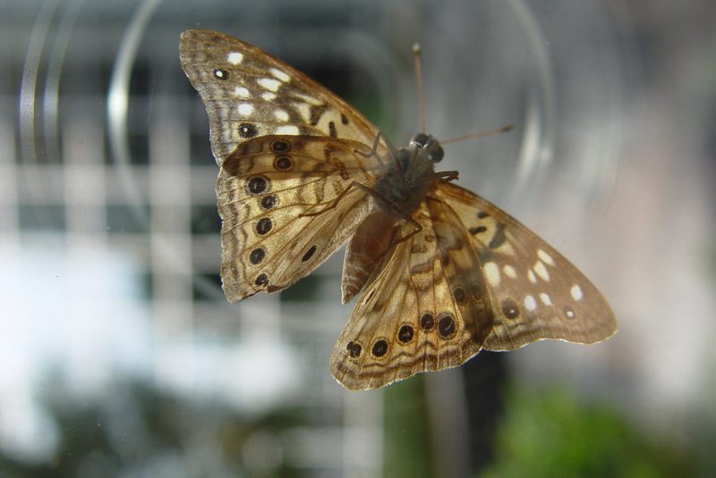 Hackberry Emperor Butterfly
