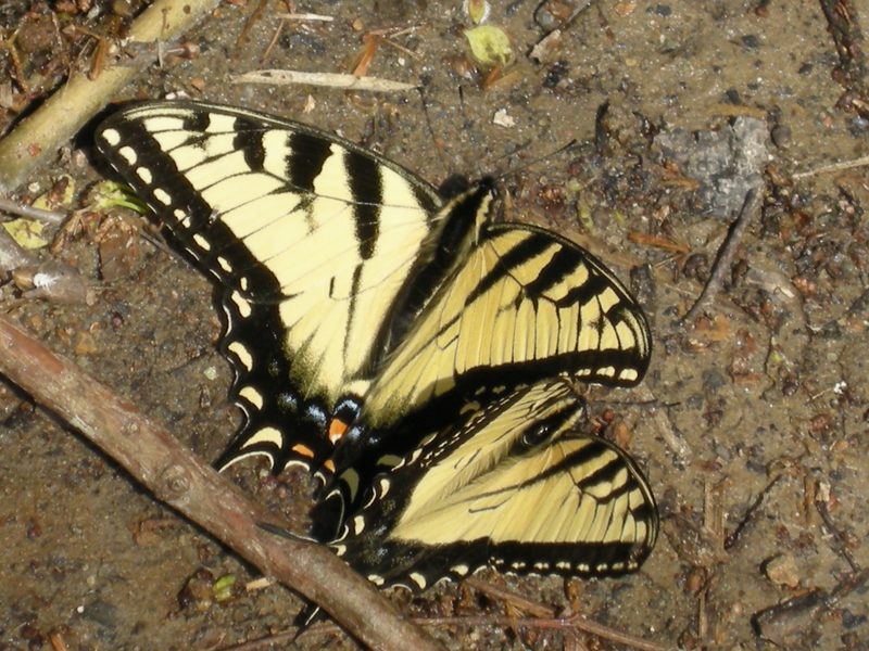 Eastern Tiger Swallowtail
