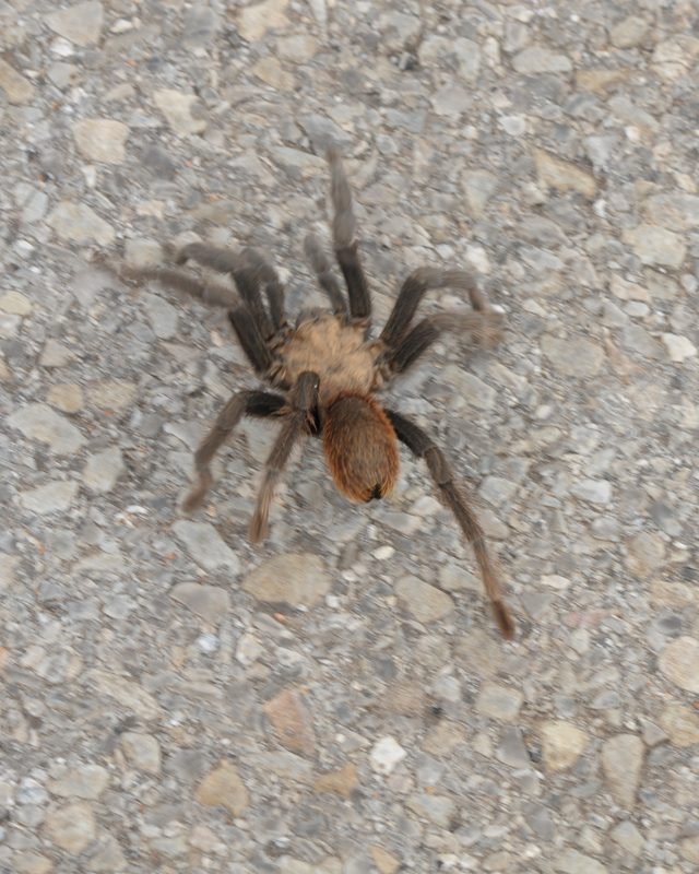 Texas Brown Tarantula