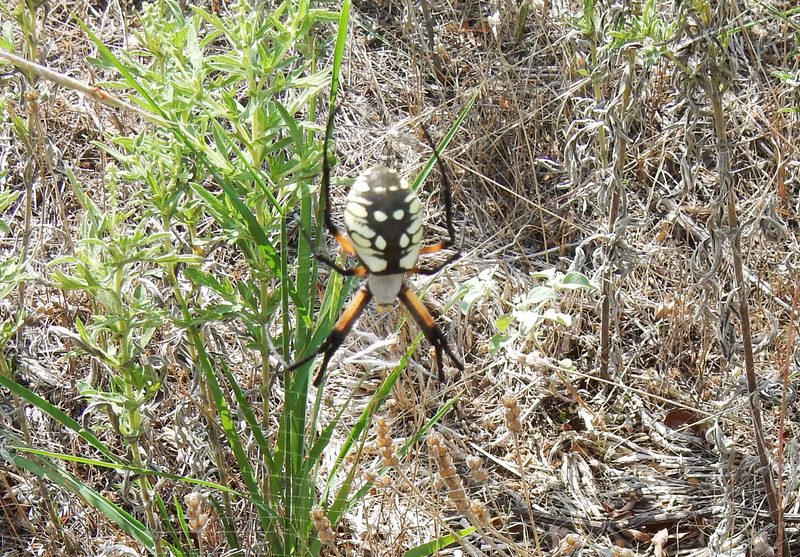 Yellow Garden Spider