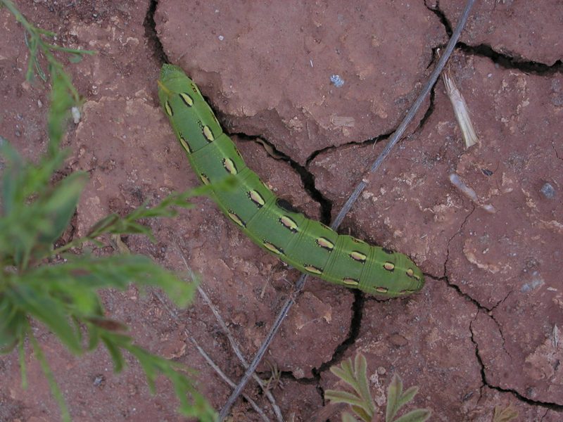Caterpillar of White Lined Sphinx Moth