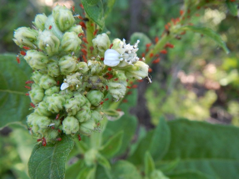 Red Aphids