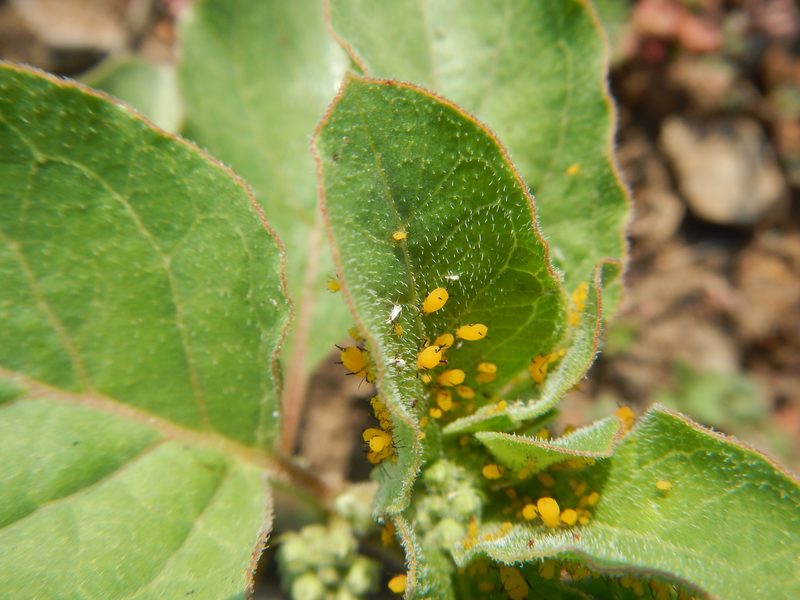Oleander or Milkweed Aphids