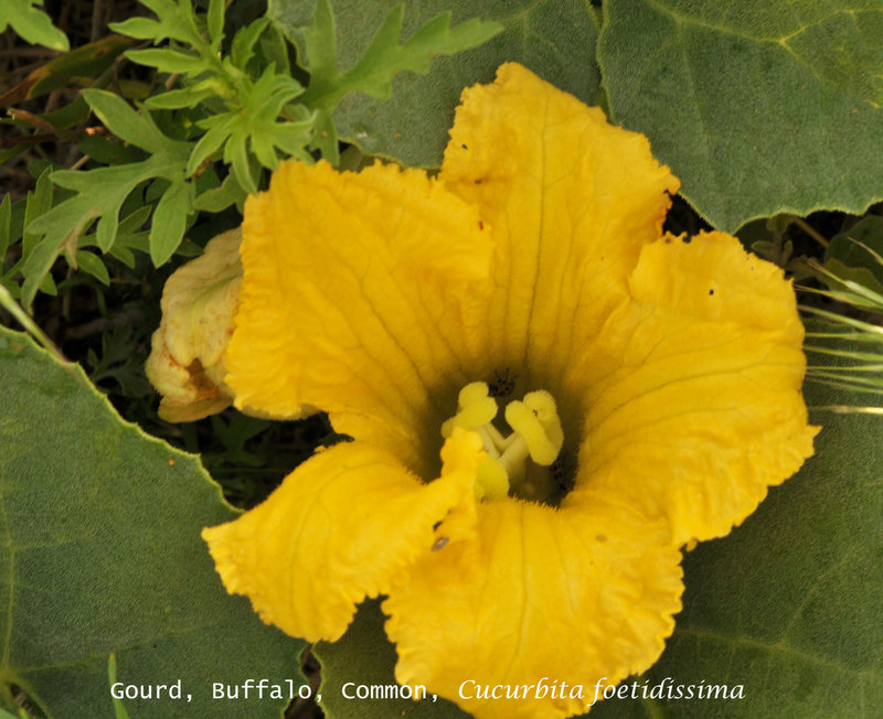 Yellow 2