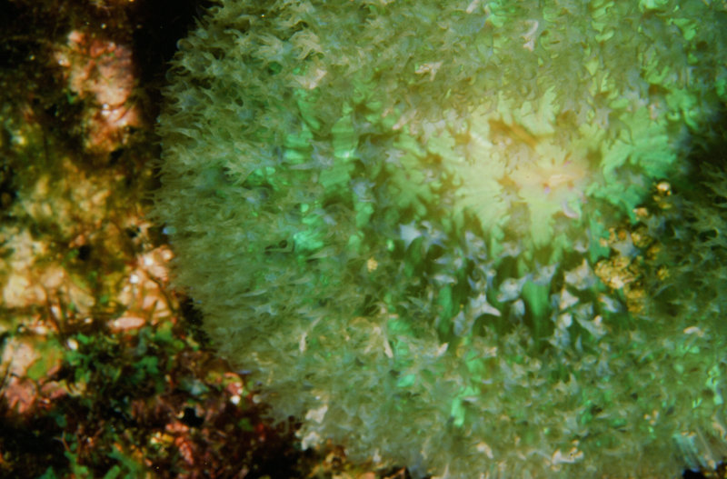 Corallimorphs