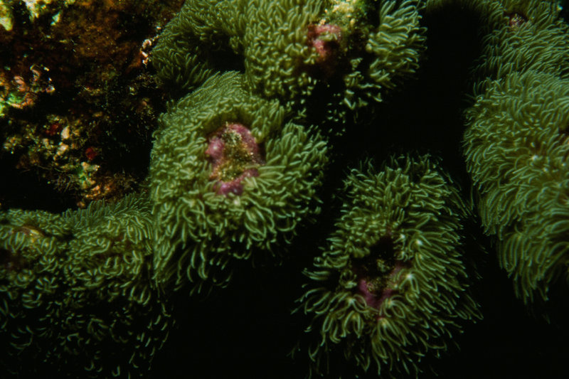 Corals: Fingers, Rods
