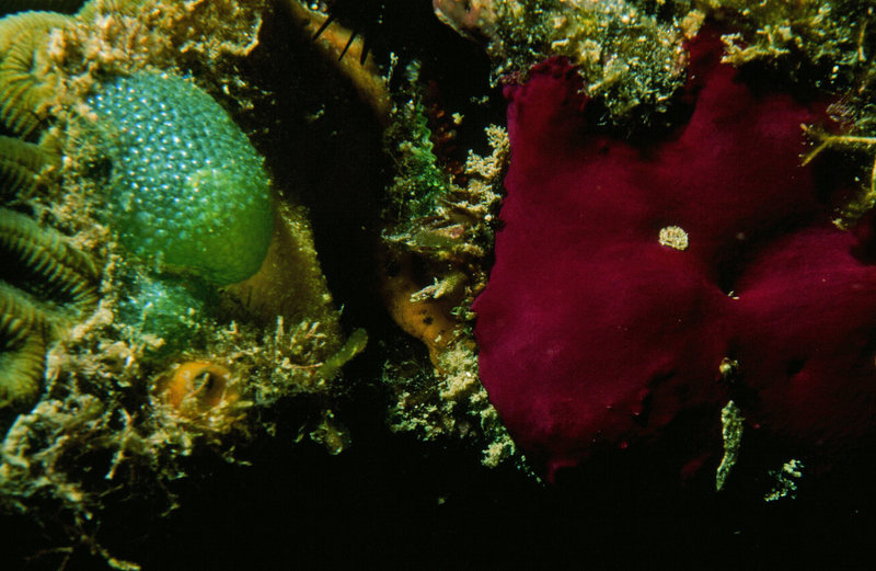 Reef: A to Z Misc.