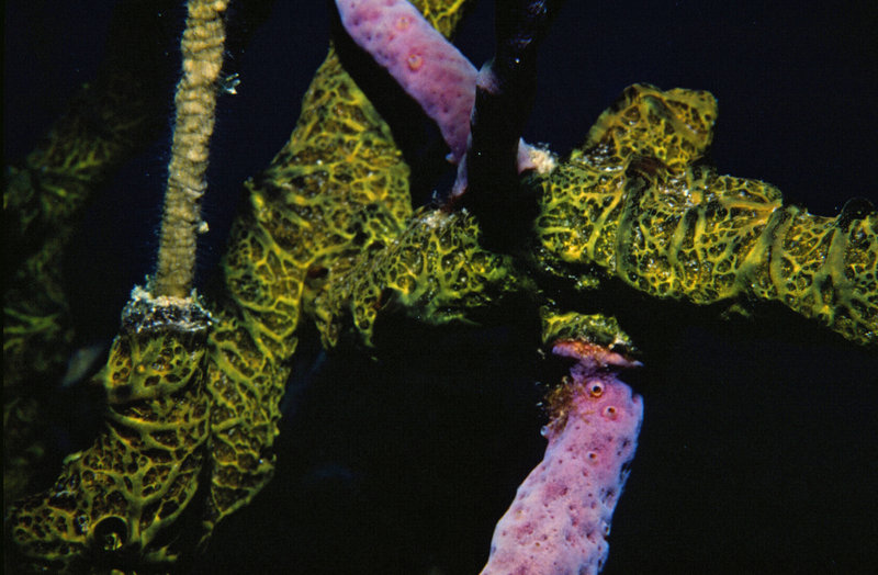 Sponges: Encrusting