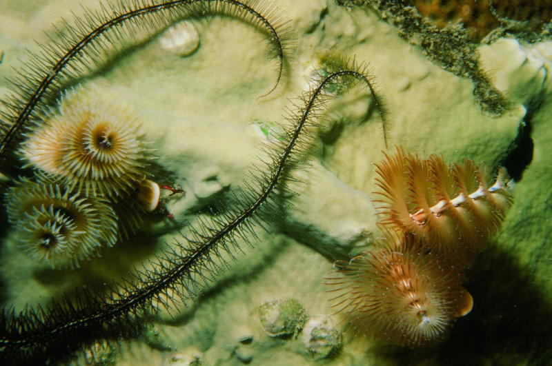 Tubeworms