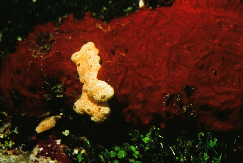 Tunicates 2
